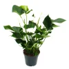 EXOTENHERZ - Flamant flamant blanc, anthurium anderanum, pot de 17cm