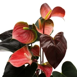 EXOTENHERZ - Flamant rose arc-en-ciel - anthurium andreanum rainbow champion