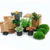 EXOTENHERZ - Green your bottle - set pour ton jardin de bouteilles - sans verre - 5 plantes (café - fougère - dracaena - 2x fittonia)