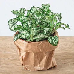EXOTENHERZ - Green your bottle - set pour ton jardin de bouteilles - sans verre - 5 plantes (café - fougère - dracaena - 2x fittonia)