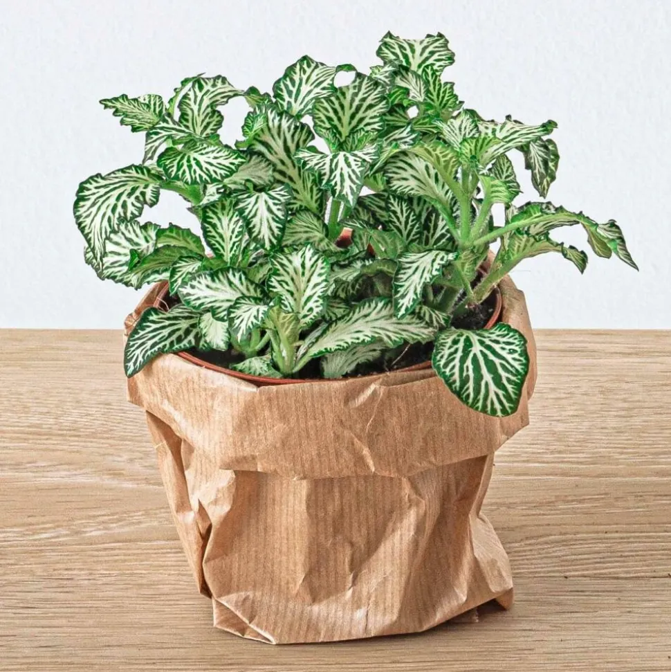 EXOTENHERZ - Green your bottle - set pour ton jardin de bouteilles - sans verre - 5 plantes (café - fougère - dracaena - 2x fittonia)