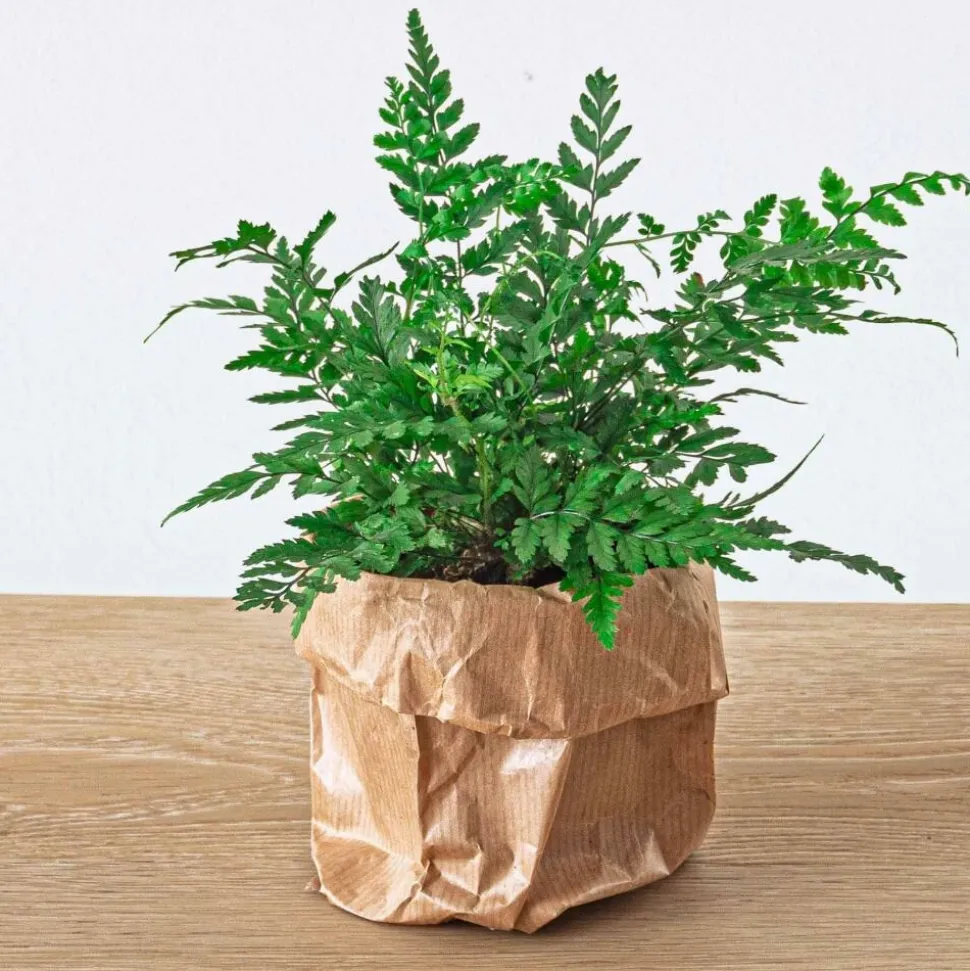 EXOTENHERZ - Green your bottle - set pour ton jardin de bouteilles - sans verre - 5 plantes (café - fougère - dracaena - 2x fittonia)