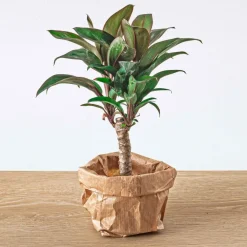 EXOTENHERZ - Green your bottle - set pour ton jardin de bouteilles - sans verre - 5 plantes (café - fougère - dracaena - 2x fittonia)