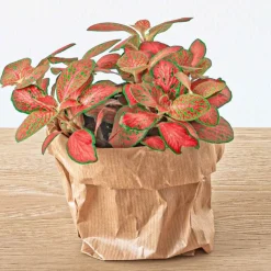 EXOTENHERZ - Green your bottle - set pour ton jardin de bouteilles - sans verre - 5 plantes (ficus - calathea - asparagus - 2x fittonia)