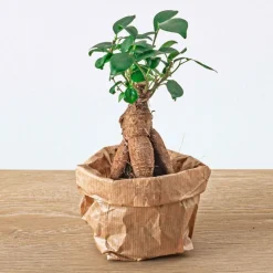 EXOTENHERZ - Green your bottle - set pour ton jardin de bouteilles - sans verre - 5 plantes (ficus - calathea - asparagus - 2x fittonia)