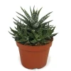 EXOTENHERZ - Haworthia fasciata - zebra haworthie - en pot de 10,5 cm