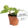 EXOTENHERZ - Jewel orchid - macodes petola emerald - mini orchidée terrestre à feuilles fantaisies - pot 6cm