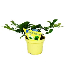 EXOTENHERZ - Kaffir lime - citrus hystrix - 2 plantes - kaffir lime spice plant