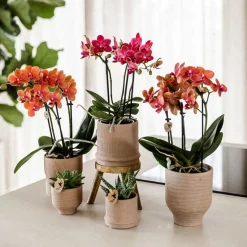 EXOTENHERZ - Kolibri orchids orchidée rouge congo + bali zierpot sand - taille de pot 9cm