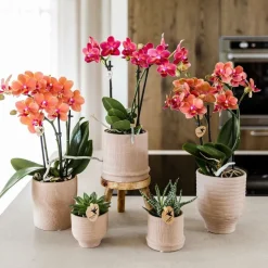 EXOTENHERZ - Kolibri orchids orchidée rouge congo + bali zierpot sand - taille de pot 9cm
