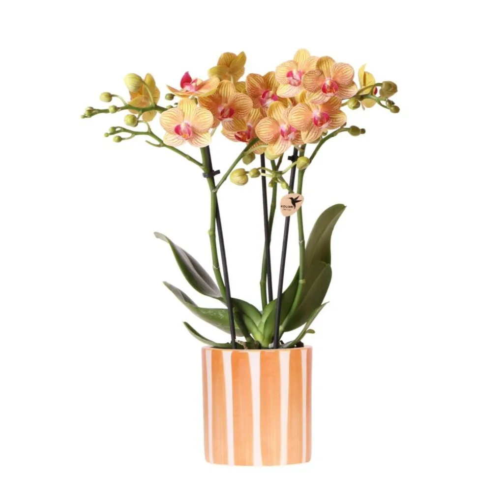 EXOTENHERZ - Kolibri orchids orchidée phalaenopsis orange - bolzano + painted stripe pot orange - taille du pot 9cm