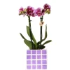 EXOTENHERZ - Kolibri orchids phalaenopsis lilas orchidée el salvador + pot décoratif mosa lilas - taille de pot 9cm