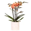 EXOTENHERZ - Kolibri orchids orchidée orange bolzano + pot de fleurs star fish - taille du pot 9cm