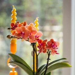 EXOTENHERZ - Kolibri orchids orchidée orange bolzano + pot de fleurs star fish - taille du pot 9cm