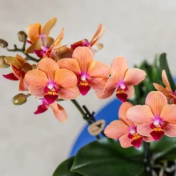 EXOTENHERZ - Kolibri orchids orchidée orange bolzano + pot de fleurs star fish - taille du pot 9cm