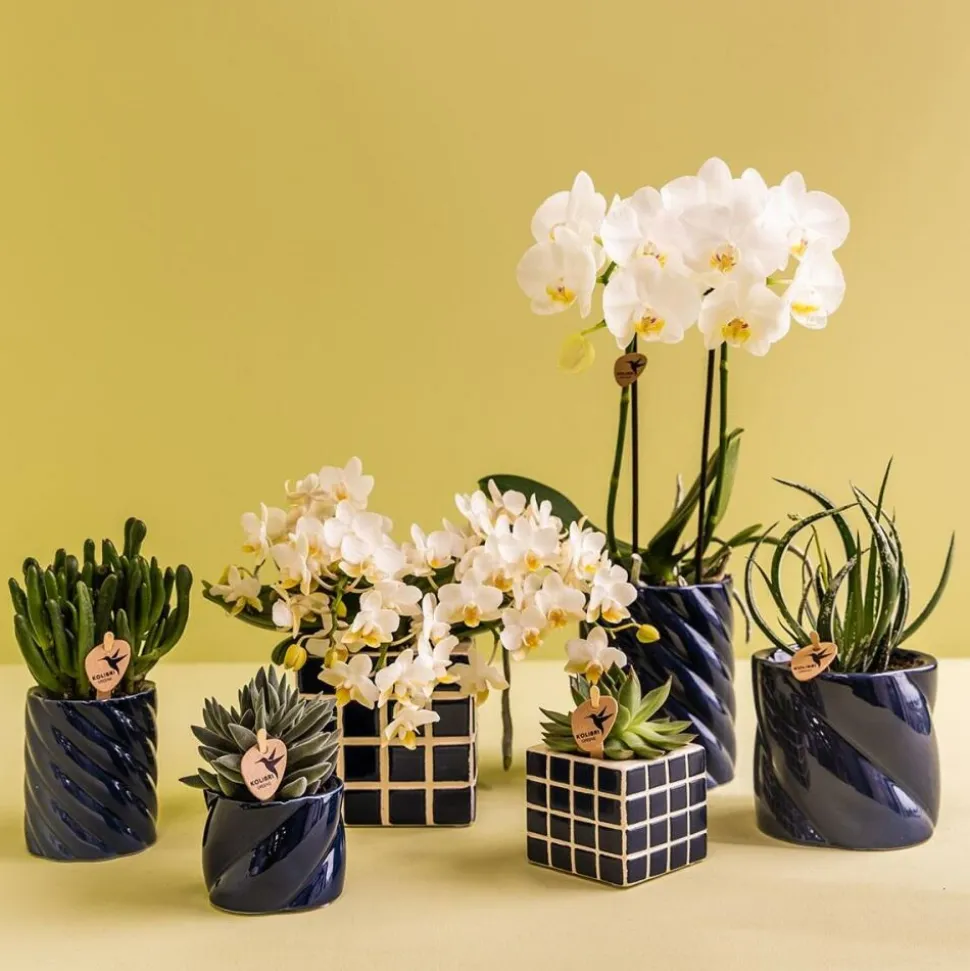 EXOTENHERZ - Kolibri orchids orchidée blanche amabilis + cache-pot candy bleu - taille de pot 9cm