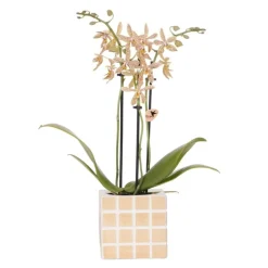 EXOTENHERZ - Kolibri orchids orange 'spider' orchidée + pot décoratif mosa orange - taille de pot 9cm