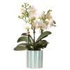 EXOTENHERZ - Kolibri orchids phalaenopsis blanc lausanne + painted stripe pot décoratif turquoise - taille de pot 9cm