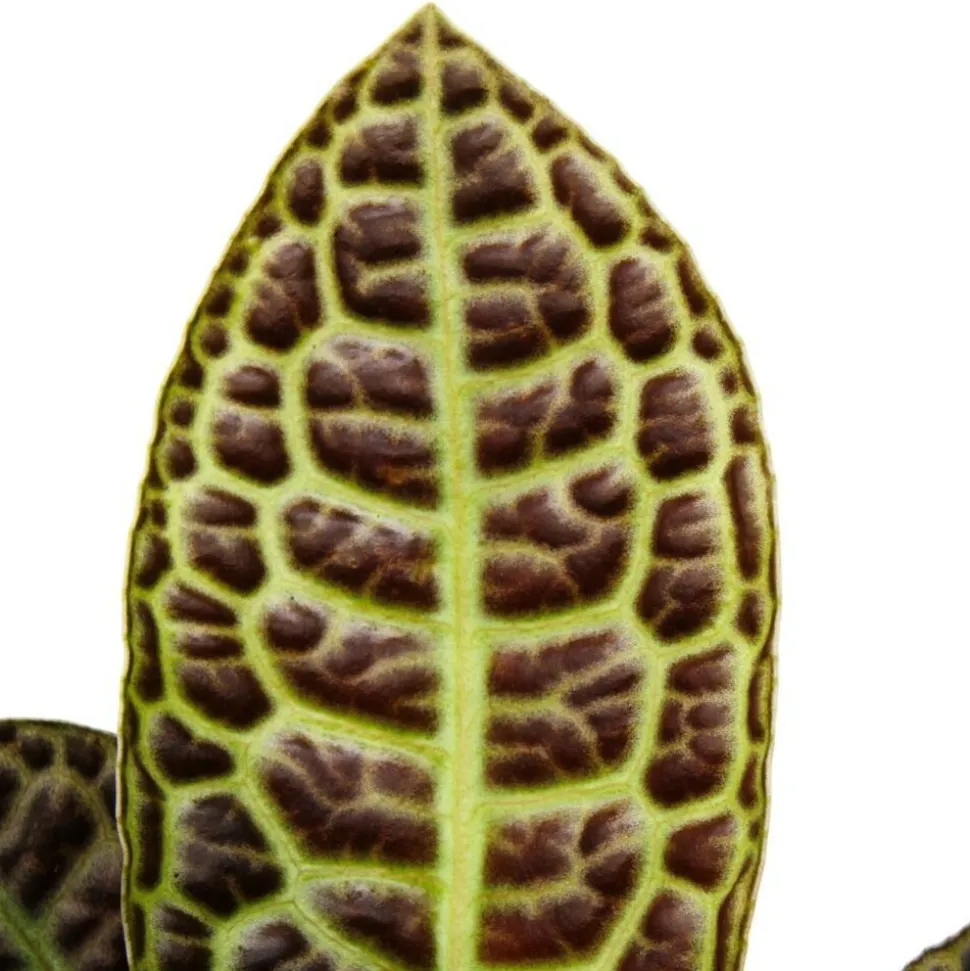 EXOTENHERZ - Labisia turtle back" - plante à écaille de tortue avec une superbe structure de feuilles - rareté - pot de 12cm"