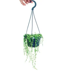 EXOTENHERZ - Lumière suspendue à un ruban - senecio rowleyanus pot de 14cm
