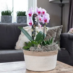 EXOTENHERZ - Orchidées colibris - orchidée phalaenopsis rose - chute du niagara - taille du pot 12cm