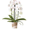 EXOTENHERZ - Orchidées colibris - orchidée phalaenopsis blanche - chute du niagara - taille du pot 12cm - frais du producteur