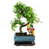EXOTENHERZ - Orme chinois bonsaï - ulmus parviflora - env. 6 ans