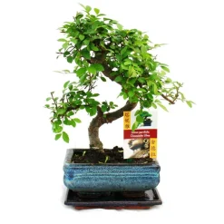 EXOTENHERZ - Orme chinois bonsaï - ulmus parviflora - env. 6 ans