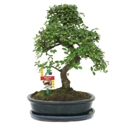 EXOTENHERZ - Orme chinois bonsaï - ulmus parviflora - env. 10 ans