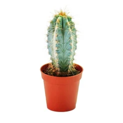 EXOTENHERZ - Pilosocereus azureus - plante moyenne en pot de 8,5cm