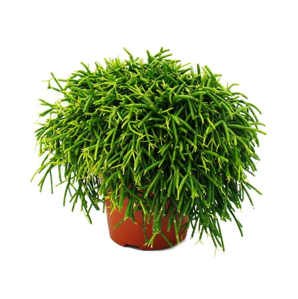 EXOTENHERZ - Rhipsalis baccifera oasis - cactus corail - en pot de 12cm - plante d'intérieur succulente