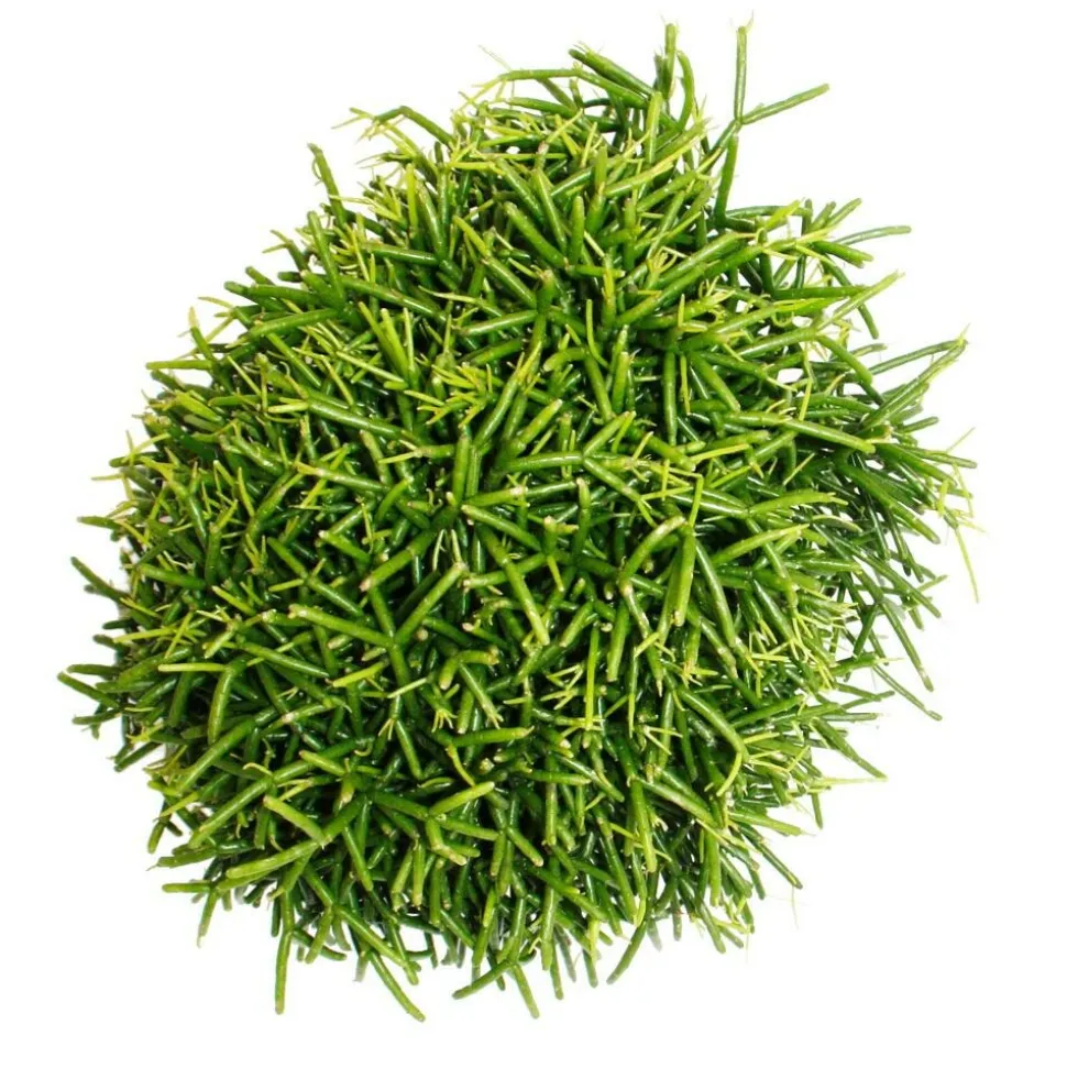 EXOTENHERZ - Rhipsalis baccifera oasis - cactus corail - en pot de 12cm - plante d'intérieur succulente
