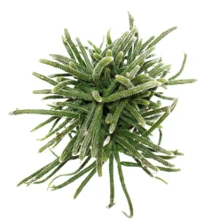EXOTENHERZ - Rhipsalis baccifera horrida - cactus corail - en pot de 12cm - plante d'intérieur succulente