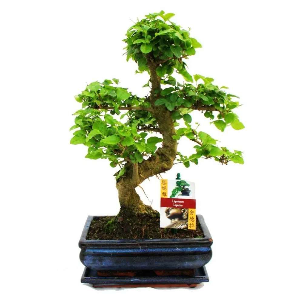 EXOTENHERZ - Troène chinois du bonsaï - ligustrum sinensis - env. 8 ans