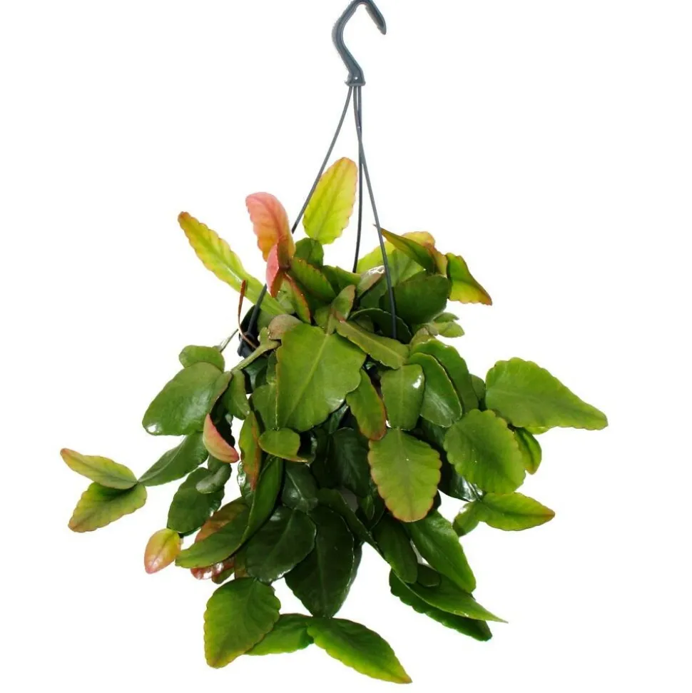 EXOTENHERZ - Urban jungle elegance - ambre de cactus moderne avec une superbe structure de feuilles - rhipsalis pachyptera rubra - 15cm