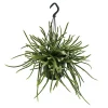 EXOTENHERZ - Urban jungle elegance - ambre de cactus moderne avec une superbe structure de feuilles - rhipsalis baccifera horrida - 15cm