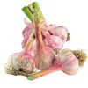 FABRE GRAINES - Ail violet germidour - 1 kg