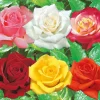 FABRE GRAINES - Collection rosiers buissons - 6 rosiers