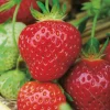 FABRE GRAINES - Fraisier belle et bonne - 10 plants