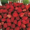 FABRE GRAINES - Fraisier reine des vallees - 20 plants