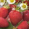 FABRE GRAINES - Fraisier talisman - 10 plants