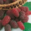 FABRE GRAINES - Framboisier medana tayberry - 2 pieds