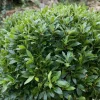 FABRE GRAINES - Laurier sauce - lot de 2 godets