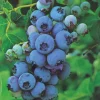 FABRE GRAINES - Myrtille elizabeth - 1 pot