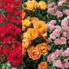 FABRE GRAINES - Offre speciale rosier the fairy - 3 rosiers