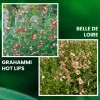 FABRE GRAINES - Offre speciale sauges - 6 godets plante vivace