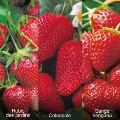 FABRE GRAINES - Offre speciale fraisiers - 60 fraisiers