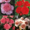 FABRE GRAINES - Offre speciale rosiers buissons - 4 rosiers
