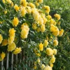 FABRE GRAINES - Rosier grimpant golden showers - le rosier