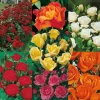 FABRE GRAINES - Super collection polyanthas - 7 rosiers